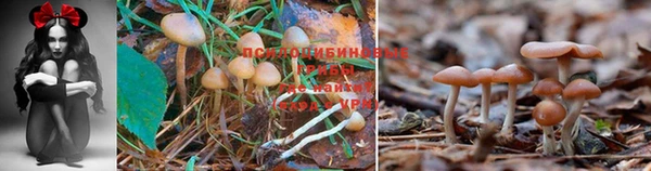 МДПВ Ладушкин